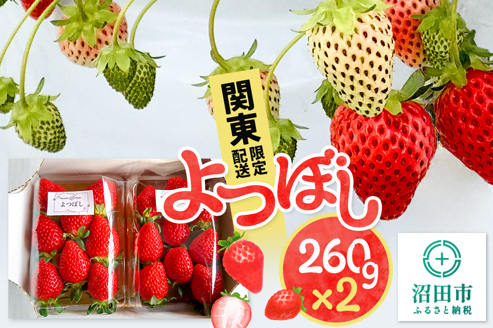 
            《12月上旬～3月下旬発送》関東限定配送 イチゴ よつぼし 約260gパック×2
          