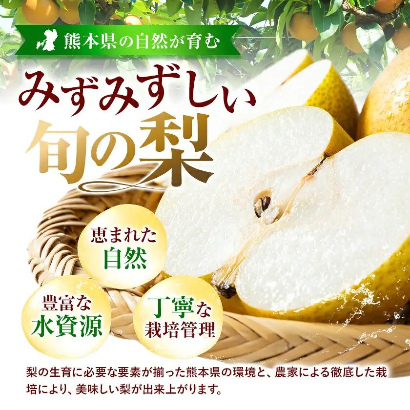 梨 くまもと梨 シルバーウィーク前お届け便 3.5kg