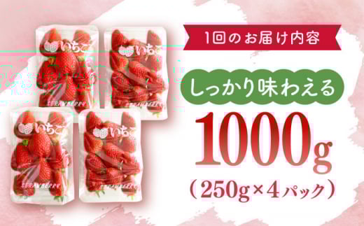 【発送月選択可能】【先行予約・全2回定期便】佐々町産 いちご 「ゆめのか」約1.0kg （250g×4パック）/回 （総量計2.0kg）【市丸農園 いちご研究室】 [QBF002]
