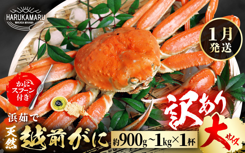 
            【先行予約】【訳あり】≪浜茹で≫ 天然 越前がに 大サイズ × 1杯 かにスプーン付き 【2025年1月上旬以降順次発送予定】 はるか丸厳選！【足折れ】【冷蔵 本場の味 ボイル 越前ガニ 蟹 茹で ずわいがに ズワイガニ 福井 日本海】[m36-x006_01]
          