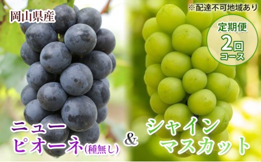 
                  【 2026年 先行予約 】岡山県産 ニューピオーネ ＆ シャインマスカット （ご家庭用）定期便 2回 コース《2026年9月-10月出荷》 岡山県産 フルーツ 果物 数量限定 里庄町 
                