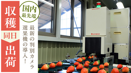 【 2026年1月上旬発送開始 】 完熟 やよいひめ 260g×4パック [BC007sa]