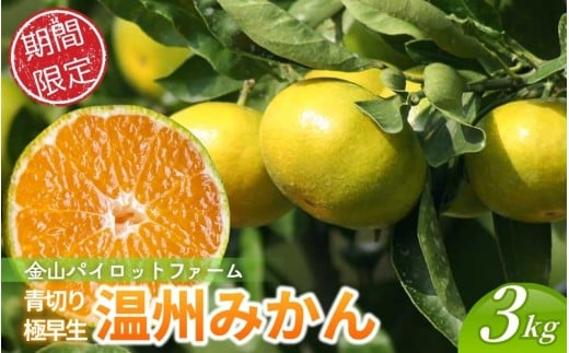 みかん 金山パイロットファームの 極早生温州みかん 3kg 【2026年9月下旬から順次発送】 みかん ミカン 温州みかん 極早生 極早生みかん フルーツ 果物 くだもの 柑橘 産地直送 数量限定 人気 国産 三重県 熊野市【knpr0018】