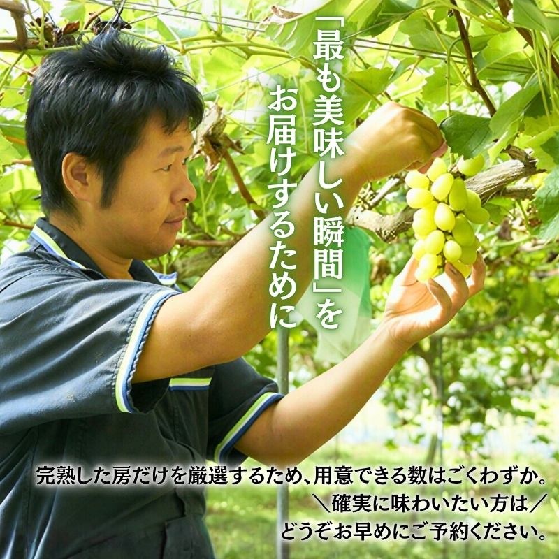 ＜2026年発送分　先行予約受付中！！＞ 厳選朝採りシャインマスカット 約600g 1房 ｜ 樹上完熟 産地直送 厳選 朝採りフルーツ ぶどう 果物 大粒 高級 ブドウ 葡萄 ギフト 大阪 河内長野 