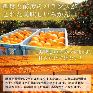 みかん 青島 大玉 4kg 蜜柑 ミカン 果物 みかん