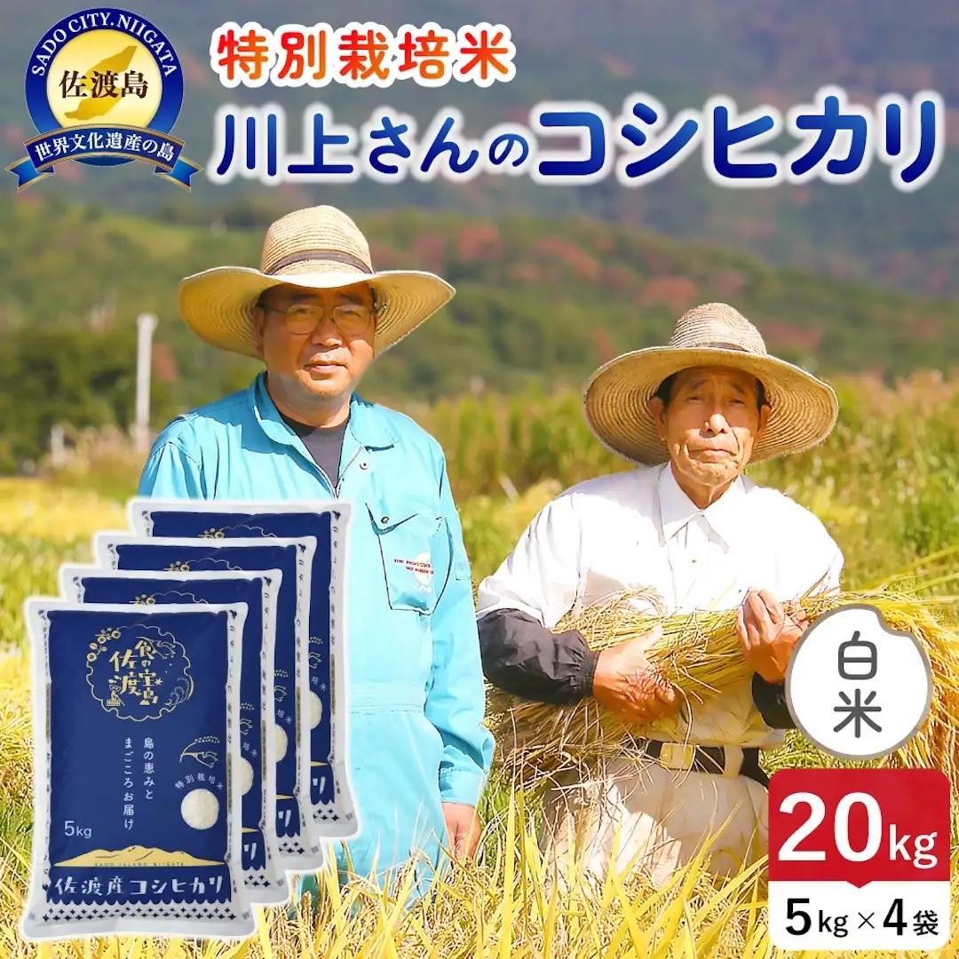 令和8年産 佐渡島産川上さんのコシヒカリ 白米20kg 特別栽培米 195962-111602