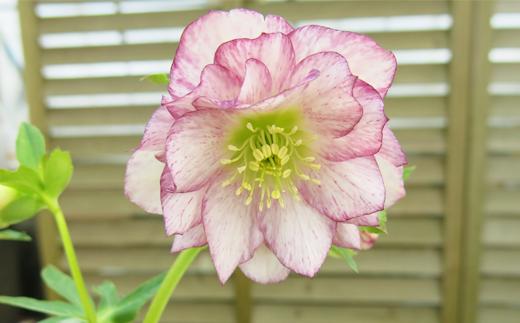 ダブルの花です。色合い・形が異なるため一点物商品となります。（写真はイメージです）