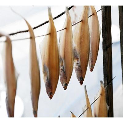 ふるさと納税 宮津市 日本海産　旨味たっぷりエテカレイ(大4匹)
