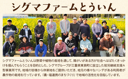 【2025年先行予約】さつまいも 紅はるか 約5kg 株式会社シグマサポート《2025年10月中旬-12月中旬頃出荷予定(土日祝除く)》送料無料 サツマイモ 三重県 東員町 お菓子 おやつ 紅はるか 