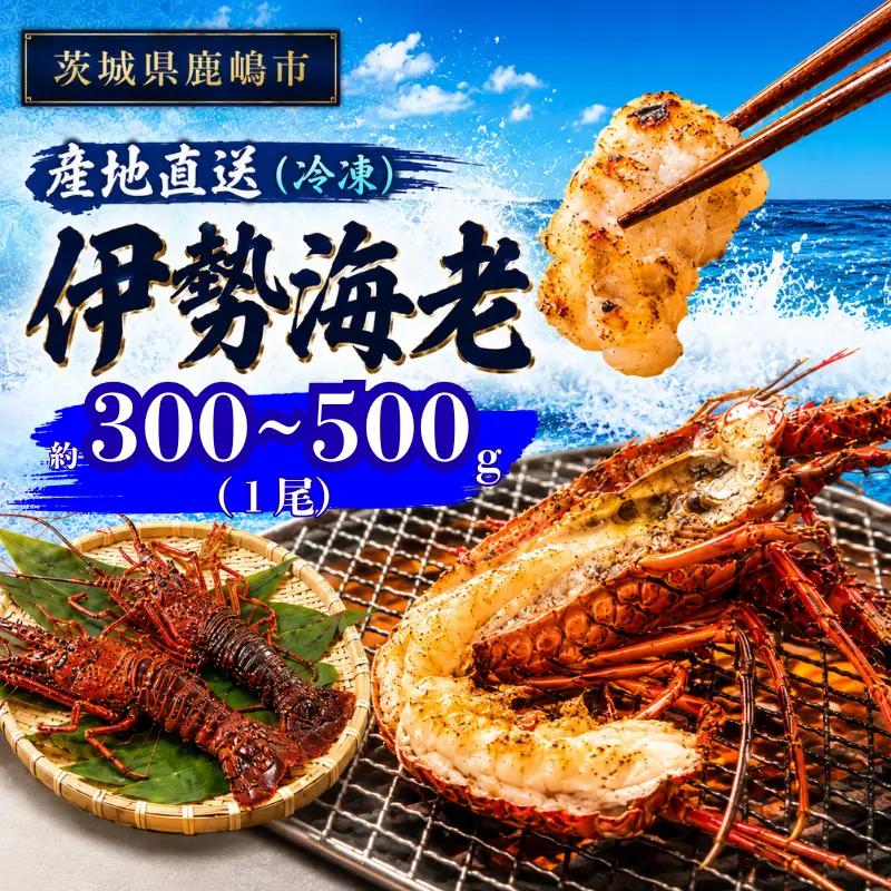 【 伊勢海老 】 300～500g 1尾 冷凍 伊勢海老