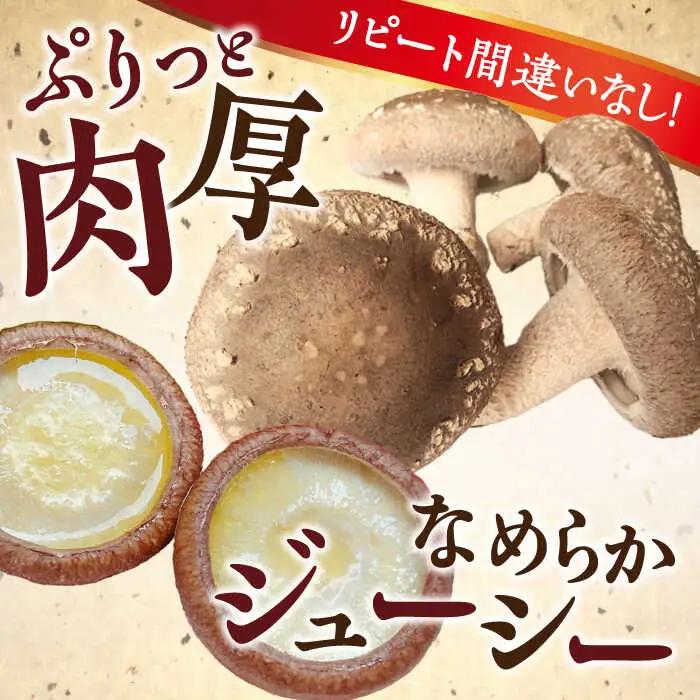 生椎茸 秀品15枚 SBX001 椎茸