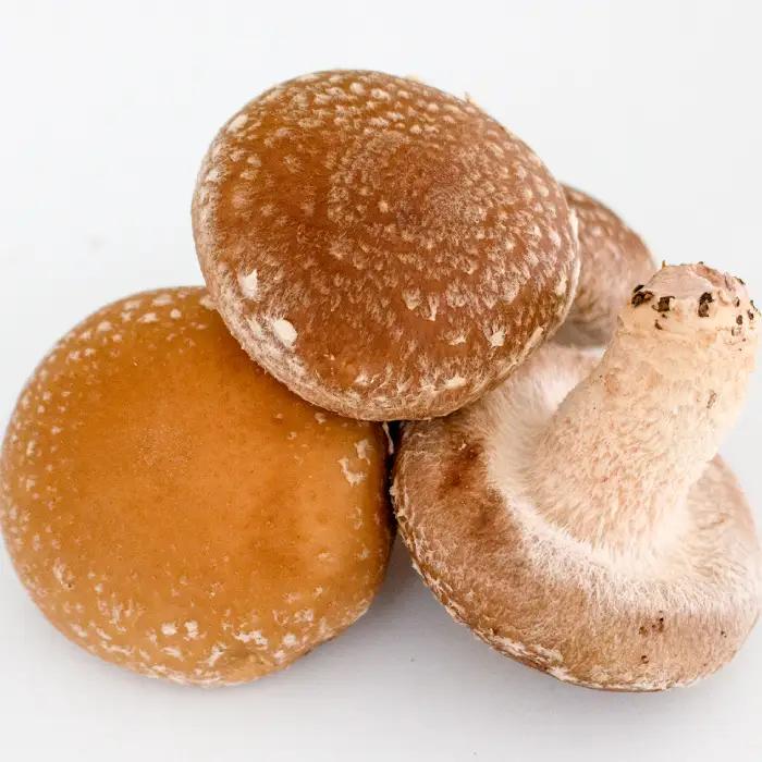 「奥出雲椎茸」秀品箱入【椎茸 生しいたけ 1kg 収穫直後 サイズ混合 新鮮 旨味たっぷり 菌床栽培 国産 きのこ キノコ 野菜 料理 食品 産地直送 自宅用】