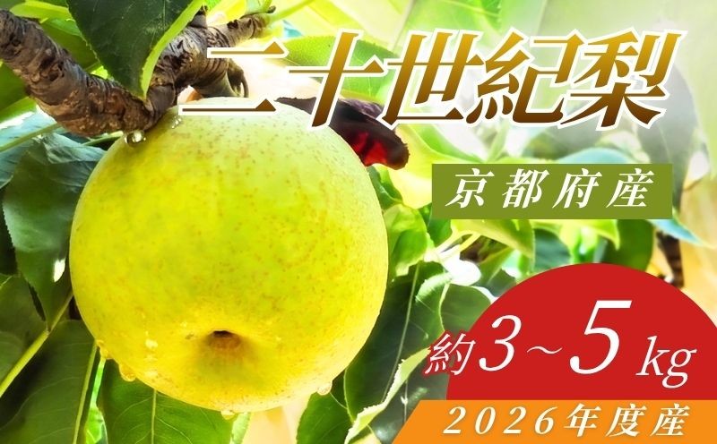
                  【先行予約】京都府産 二十世紀梨 約3kg～5kg（7玉～16玉入） 2026年度産 梨 20世紀梨 なし ナシ フルーツ 果物 くだもの 秋 旬 京都 京丹後産 京都府産 R8年度産 直送 京都府 二十世紀 20世紀 JA JA全農
                
