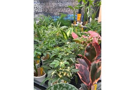 【えっ全部入り!?】京都・京丹後の専門店が厳選！観葉植物5点セット｜癒しと彩りのグリーン便