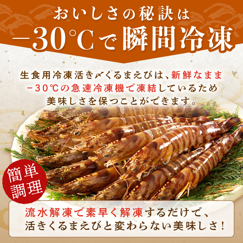 生食用冷凍活き〆福島くるまえび500g( 車海老 車エビ クルマエビ くるまえび えび エビ 海老 生食用 甲殻類 海産物 お刺身 冷凍 活き車えび )【B2-134】