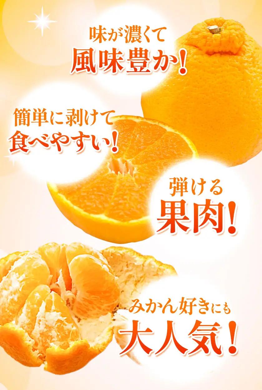 不知火 熊本 訳あり 3.5kg 不知火