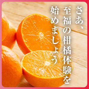 【冬限定の贅沢】ゼリーのような果肉!頂まどんな 2kg【D31-54】【1660046】 YWTAC043