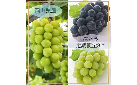 【ぶどう定期便3回】 （マスカットオブアレキサンドリア ・ ニューピオーネ ・ 晴王） 【2026年7月上旬より発送開始】 ／ 3回 マスカット シャインマスカット 葡萄 ぶどう 果物 果実 フルーツ 旬 定期便 岡山県 美咲町 冷蔵
