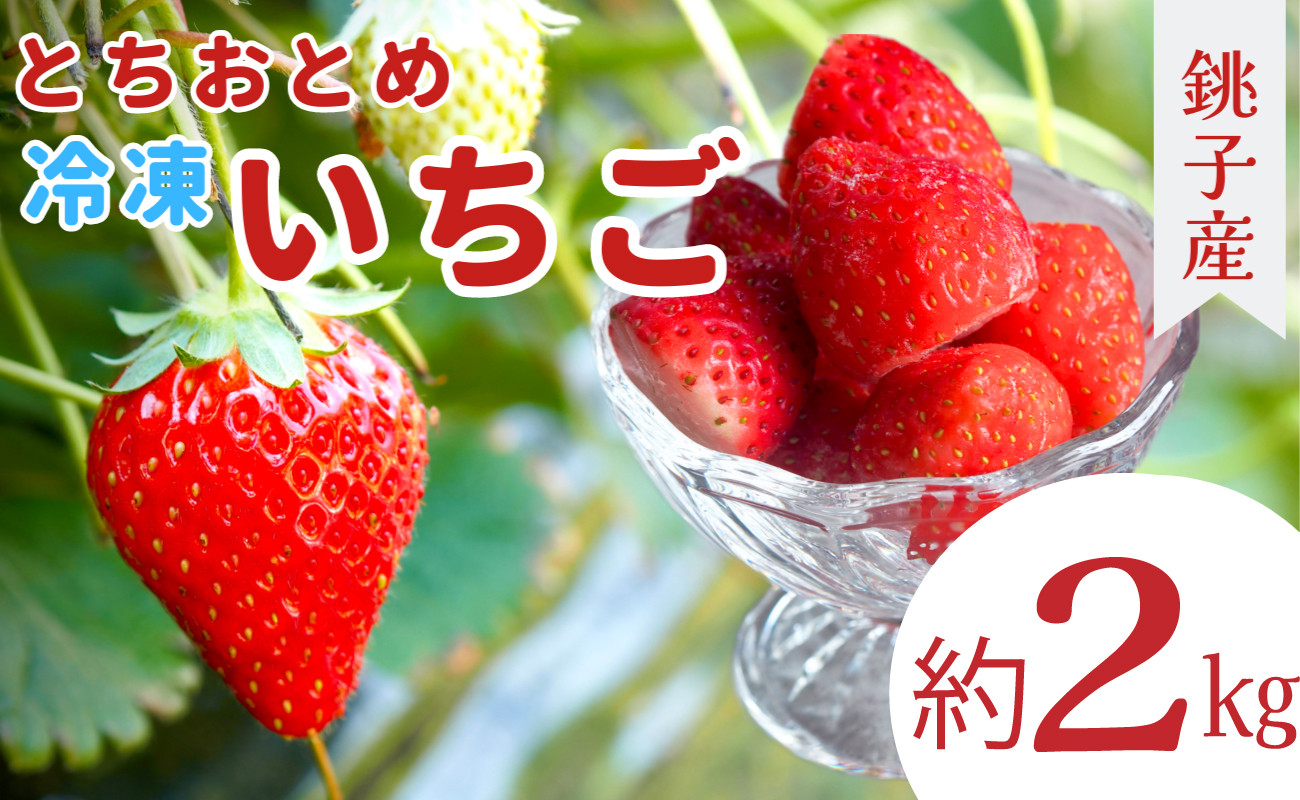 
            冷凍いちご 約2kg とちおとめ イチゴ 苺 果物 フルーツ デザート ヨーグルト こだわり シャーベット スムージー ジャム ソース アイス 国産 産地直送 安心安全 くだもの ギフト プレゼント 贈物 贈答 お取り寄せ グルメ ショートケーキ ババロア タルト ジュース アイス ジェラート ケーキ 銚子産 ふるさと納税 ふるさと納税苺 ふるさと納税フルーツ 千葉県 銚子市 萩谷園芸
          