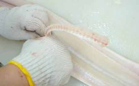 ハモの本場！淡路島産極上はも 約5人前  兵庫県 洲本市 淡路島