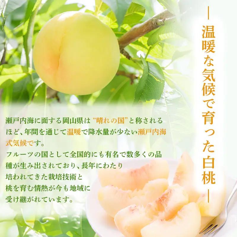 桃 2026年 先行予約 ご家庭用 白桃（晩生種）5～6玉 合計約1.5kg  岡山県産 桃
