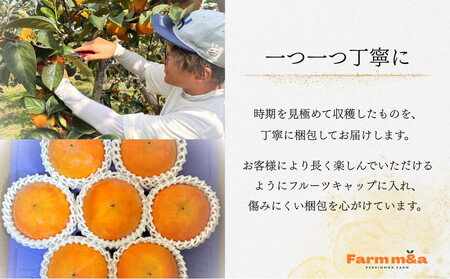 【先行予約】Farm m&aの富有柿 3L×6個 秀品 岐阜県 大野町（2025年11月下旬～発送）農家直送 果物 フルーツ 秋の味覚 柿 かき 富有 ふゆう