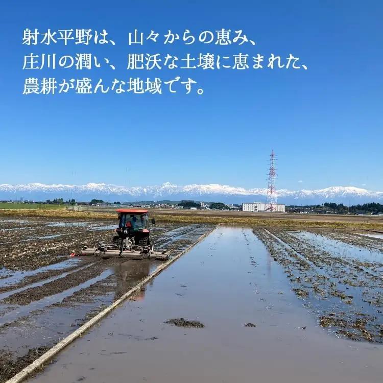 【R8年度産米 新米予約】[人気のブランド米]コシヒカリ 「若竹のお米 」　10kg（5kg×2）【精米】｜新米 先行予約 令和8年産米 ブランド米 こしひかり 銘柄米 こめ 白米 富山県 ※離島への
