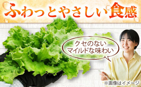 水耕栽培野菜 2株×3種（サニーレタス/グリーンリーフ/グリーンバター）[BGBT004]野菜