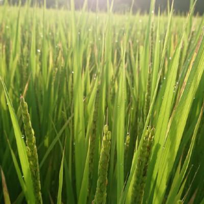 ふるさと納税 日進市 特別栽培れんげ米　日進市産もち米　5kg　[精米] |  | 01