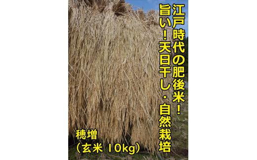【2025年10月順次発送】江戸時代のお米！ 穂増(玄米) 10kg 令和7年産 312011_EE002