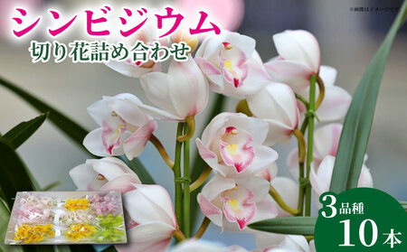 洋ラン シンビジウム 切り花 詰め合わせ 【 シンビジウム 】