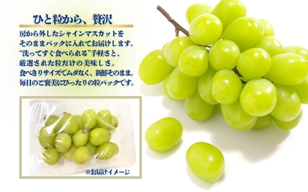 【2026年先行予約】シャインマスカット粒パック 約1kg｜ シャインマスカット