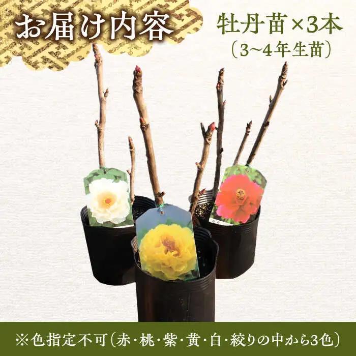 花【先行予約】【2026年10月中旬以降順次発送】 松江大根島牡丹苗(3色セット) 島根県松江市/島根県農業協同組合くにびき地区本部[ALBC002] 花 花