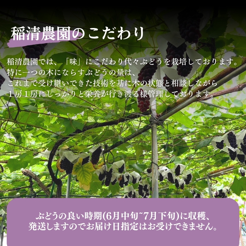 【2025年先行予約】数量限定 デラウェア4kg（20房前後）6月下旬～7月下旬発送｜特選 期間限定 ぶどう 葡萄 フルーツ 果物 くだもの 人気 贈答用 ギフト 先行予約 種なし 旬 新鮮 家庭用 