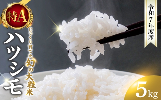 新米≪令和7年度産≫ お米 ハツシモ 5kg 〜水の都大垣の豊富な湧き水で育ったお米 〜 新米 ごはん 白米 精米 人気 美味しい 美濃 西濃 初霜 コシヒカリ の先輩 東の ササニシキ 西の ハツシモ DIB 岐阜県 大垣市