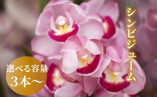 
                  【12月から発送】 シンビジューム 切り花 訳あり M L 2L サイズ お花 花 1箱 はな フラワー ブーケ 花束 インテリア 鑑賞 洋ラン 鉢 栽培 園芸 ガーデニング 早期予約 KN014-all
                