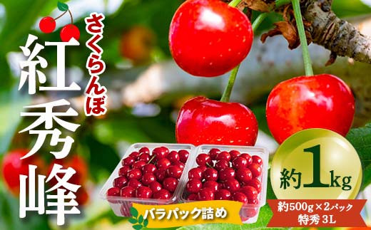 【令和7年産先行予約】 さくらんぼ 「紅秀峰」 約1kg (約500g×2パック 特秀 3L) バラパック詰め 《令和7年6月下旬～発送》 『松田観光果樹園』 サクランボ 果物 フルーツ 産地直送 生産農家直送 山形県 南陽市 [2000]