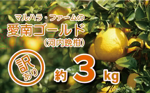 
            お試し用 訳あり 河内晩柑 3kg サイズミックス 5000円 みかん かわちばんかん ミカン mikan わけあり 愛南ゴールド 家庭用 あいなん ゴールド 美生柑 文旦 派生 和製 グレープフルーツ 産地直送 国産 農家直送 減農薬 期間限定 数量限定 特産品 人気 限定 おいしい 小玉 含む 果物 柑橘 蜜柑 少額 試供品 お試し品 少量 規格外 ビタミン マルハラファーム 愛南町 愛媛県
          