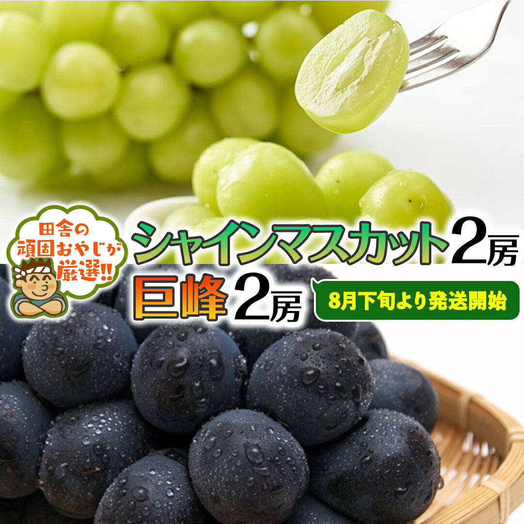 【ふるさと納税】 シャインマスカット 2房 ・ 巨峰 2房 セット【8月下旬より発送開始】田舎の頑固おやじが厳選！