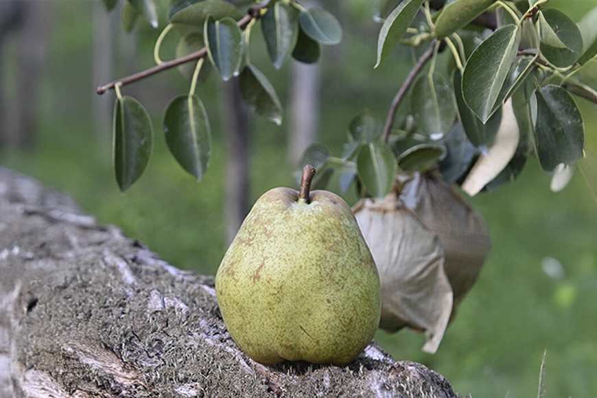 【期間限定発送】 ラ・フランス 高畠町産 ラ・フランス 2L～3L 3玉 木箱入り [三鷹洋梨園 山形県 高畠町 tk06ays910001] 果物 くだもの フルーツ 洋なし 洋梨 ラフランス