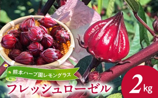 熊本ハーブ園レモングラス　フレッシュローゼル(2kg)_U42-0021