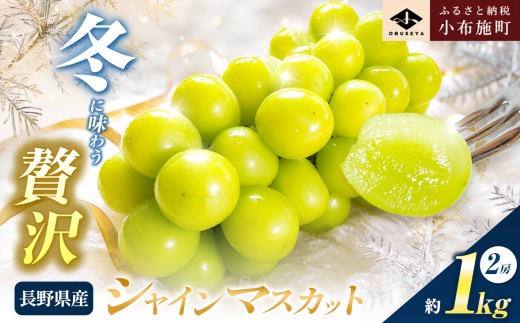 【 先行受付 】蔵出し冬のシャインマスカット 約1kg 2房 年内配送 ［小布施屋 ］長野県 ぶどう フルーツ 果物 冷蔵便 クール便 令和8年産【2026年12月発送】［A-526］