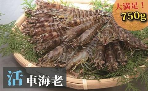 (1327)日本海産“活き”車海老750ｇ