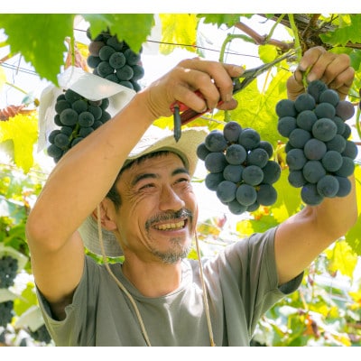 銀河農園まきおかの甘くてジューシーな巨峰(種なし)約2kg(4～5房)【配送不可地域：離島】