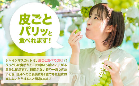 シャイン マスカット 約 2 kg  《9月中旬-11月中旬出荷予定(土日祝除く)》期間限定 フルーツ 果物 ブドウ ぶどう 甘い 濃厚