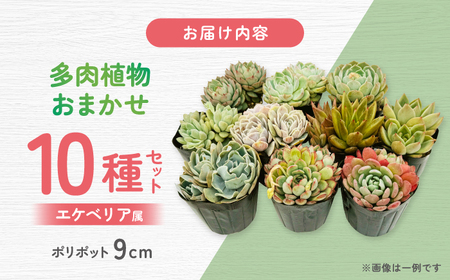 多肉植物 9センチポット 大型苗 デカベリア エケベリア おまかせ 10種セット / 植物 インテリア 苗 自然 ナチュラル 緑 置物 初心者 栽培 【mucca】[ATHD004]