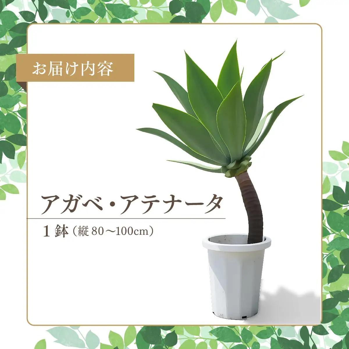 アガベ・アテナータ   