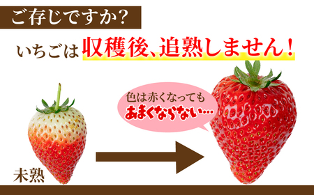 いちご【2月以降発送】朝採れとちあいか 大粒 約270g × 2パック 合計 約540g |イチゴ いちご