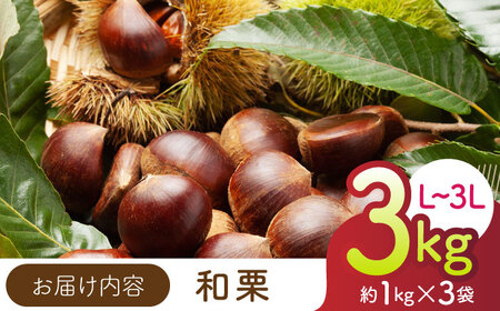 先行予約 和栗L~3L約3kg(約1kg×3袋) 熊本山鹿和栗ZEP063