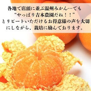 【先行予約】【発送期間：2026年10月～なくなり次第終了】【贈答用】愛媛みかん 3kg みかん